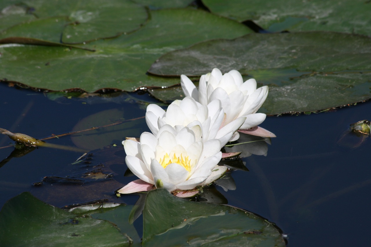 water lily three pond free photo