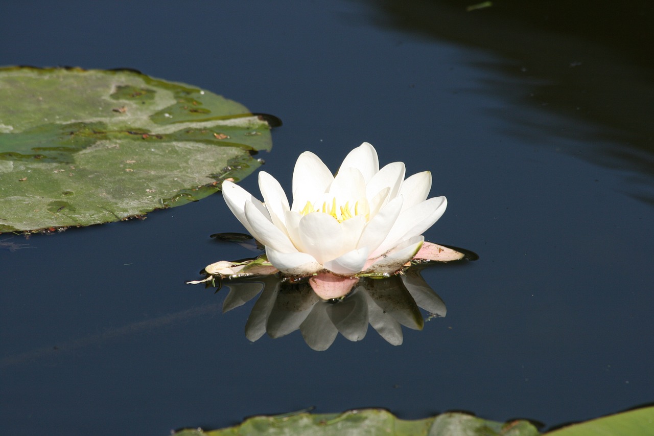 water lily mirror nature free photo