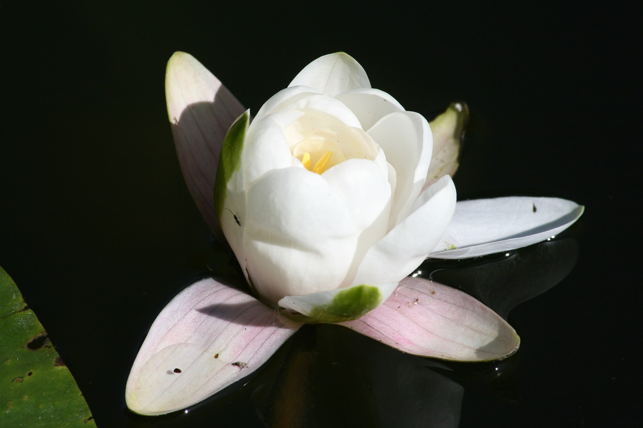 water lily bloom nature free photo