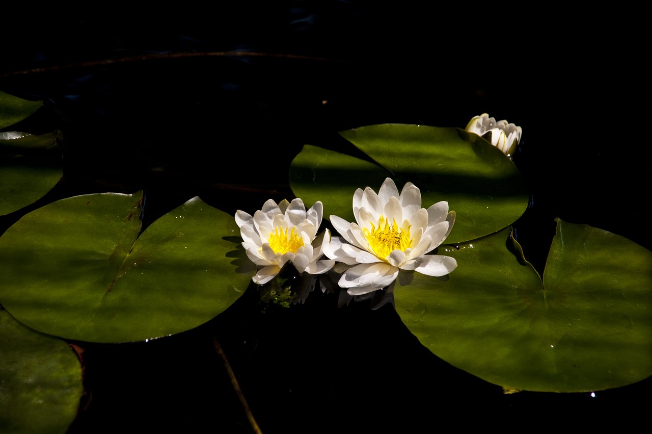 water lily nenufar pond free photo