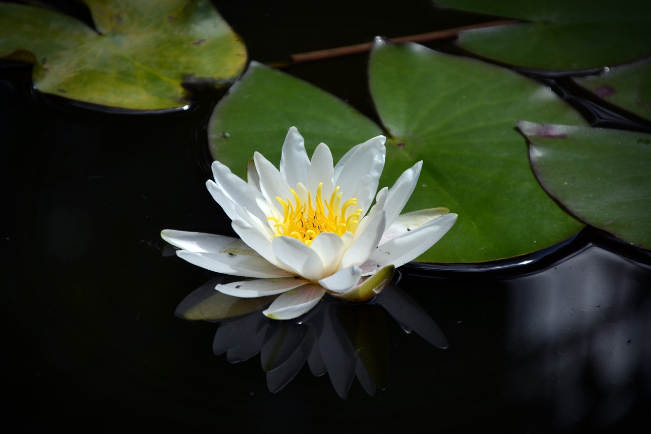 water lily pond lake rose free photo