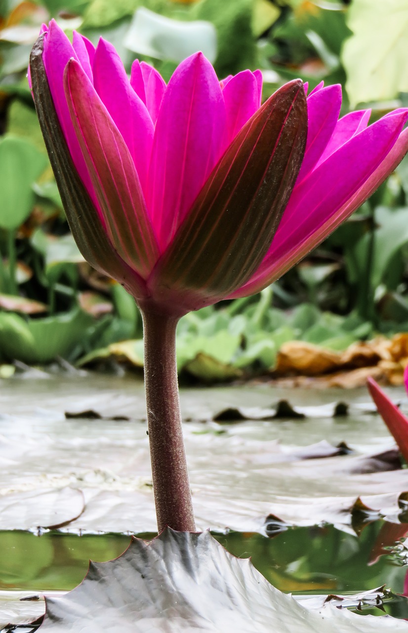 water lily pond aquatic plant free photo