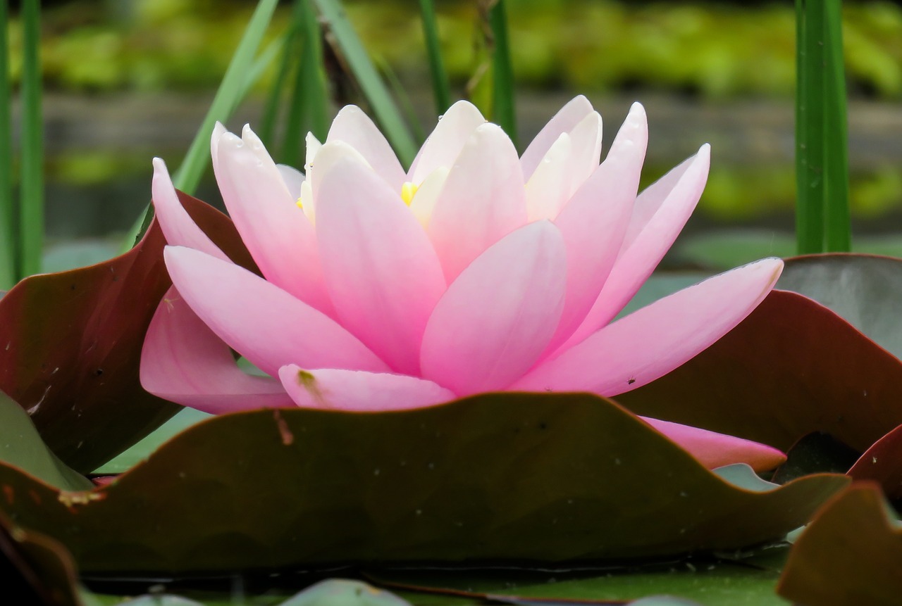 water lily pond aquatic plant free photo