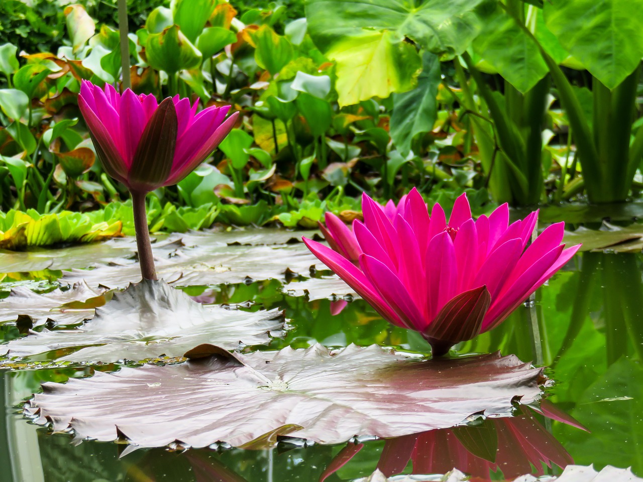 water lily pond aquatic plant free photo