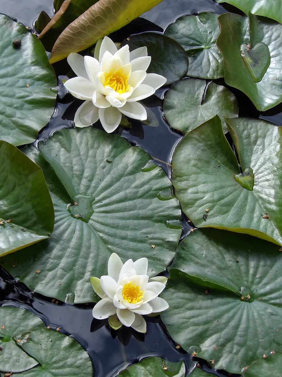water lily plant aquatic free photo