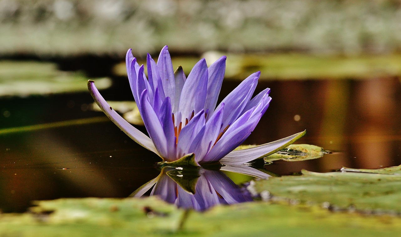 water lily water plant free photo