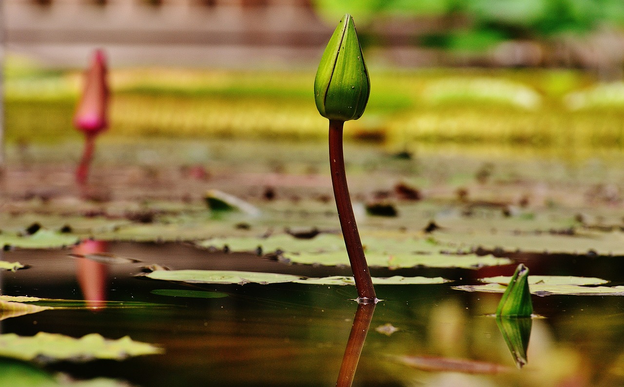 water lily water bud free photo