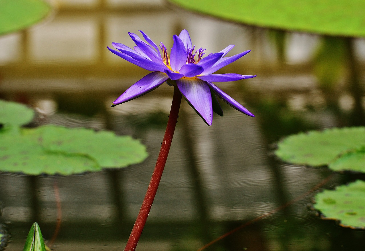 water lily water bud free photo