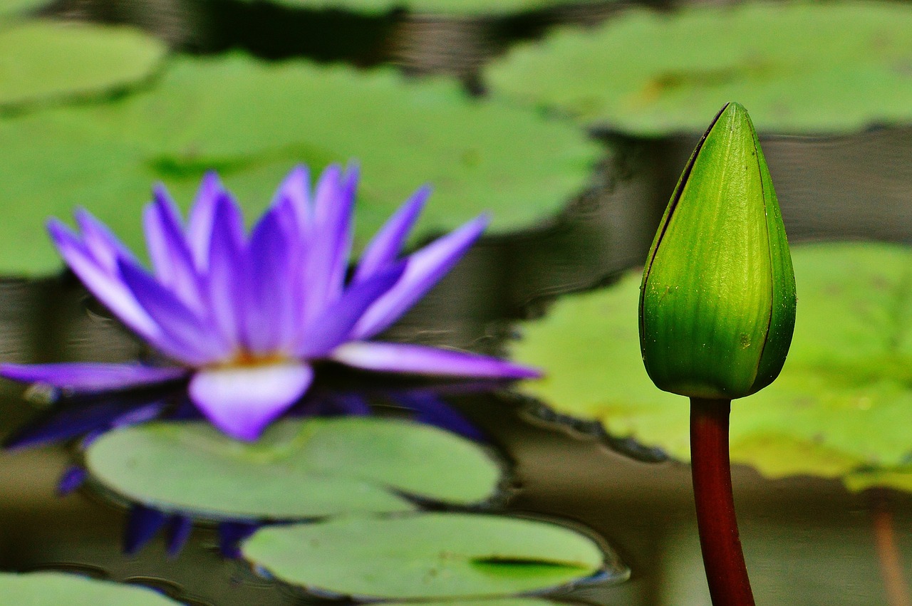 water lily water bud free photo