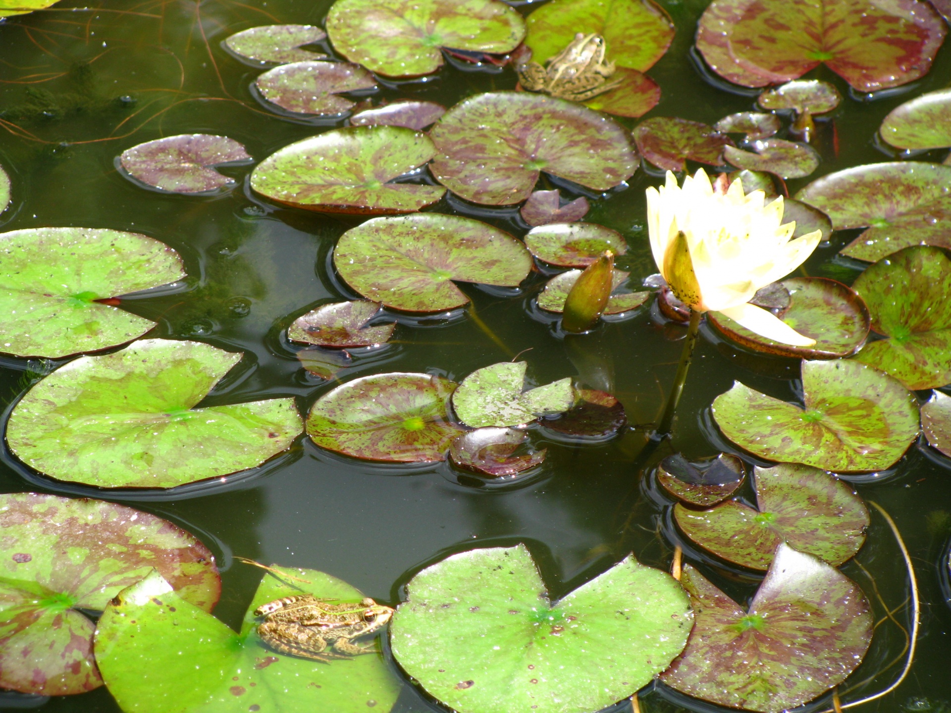 water lily lily water free photo