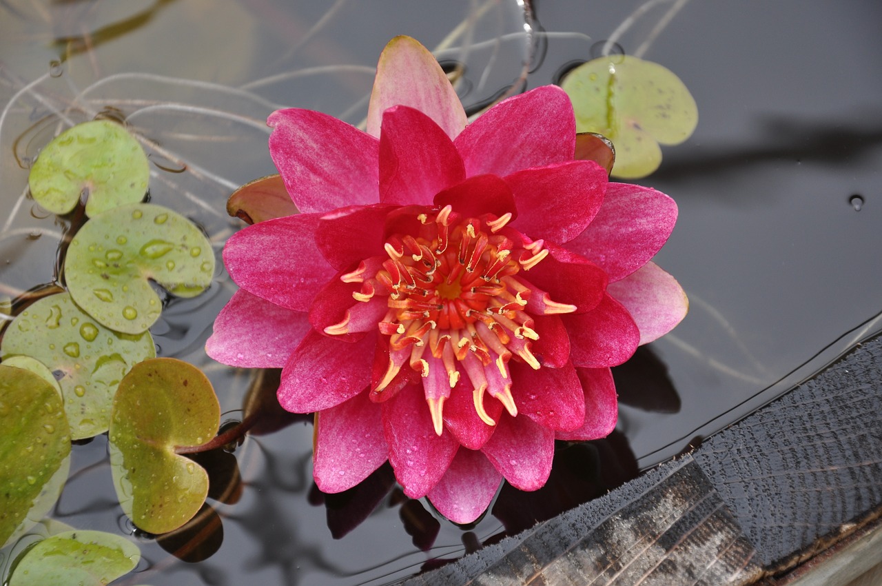 water lily pond water free photo