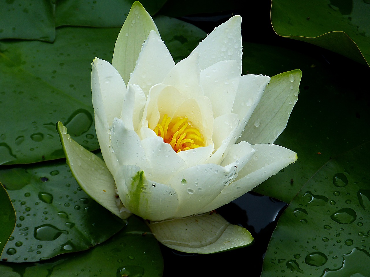 water lily white green free photo