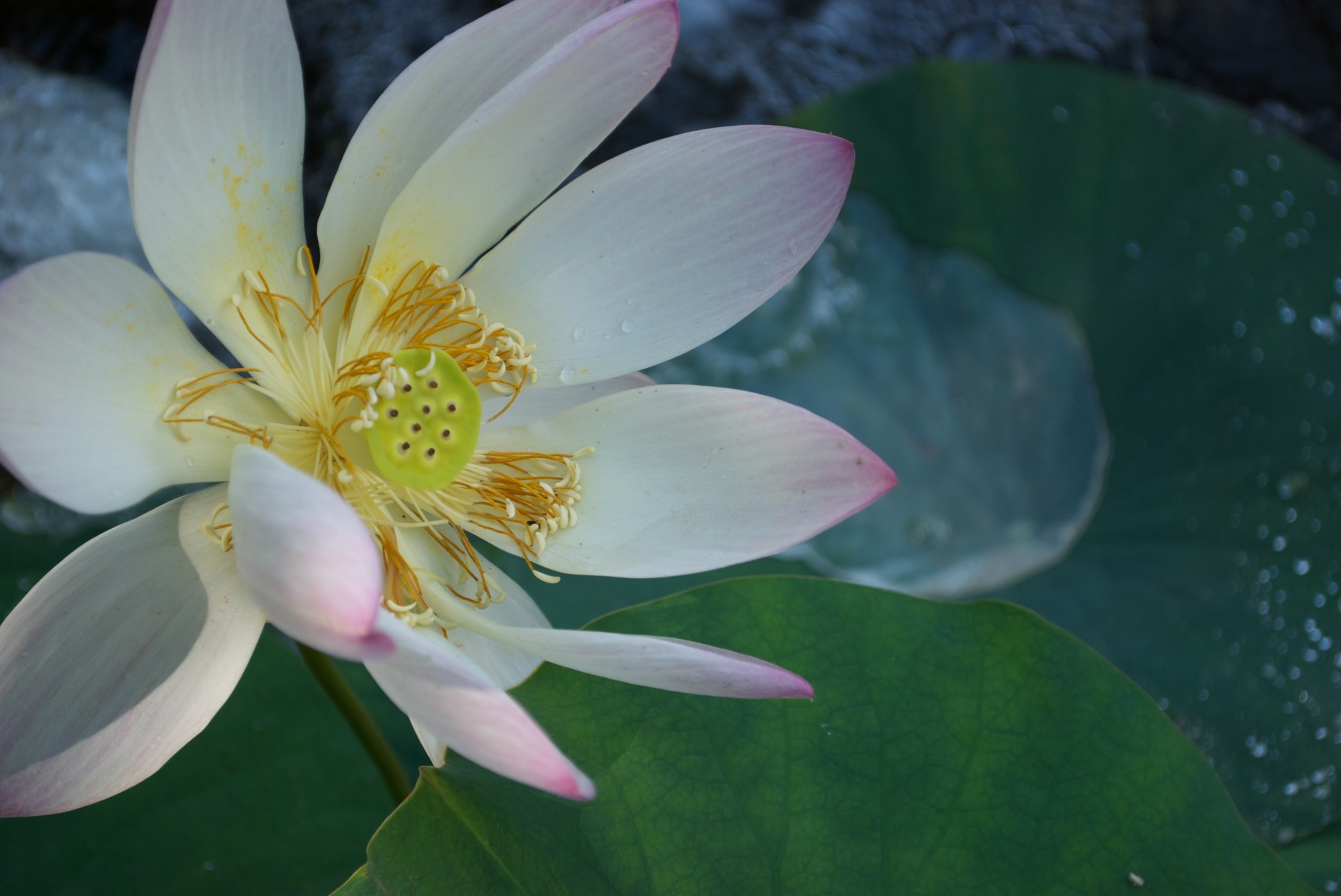 lily flower water free photo