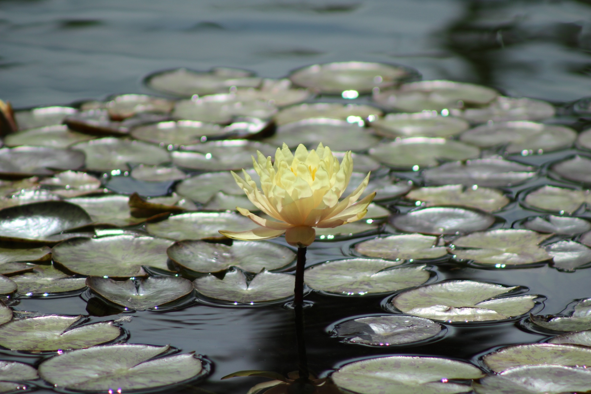 lily pad pond water lily free photo