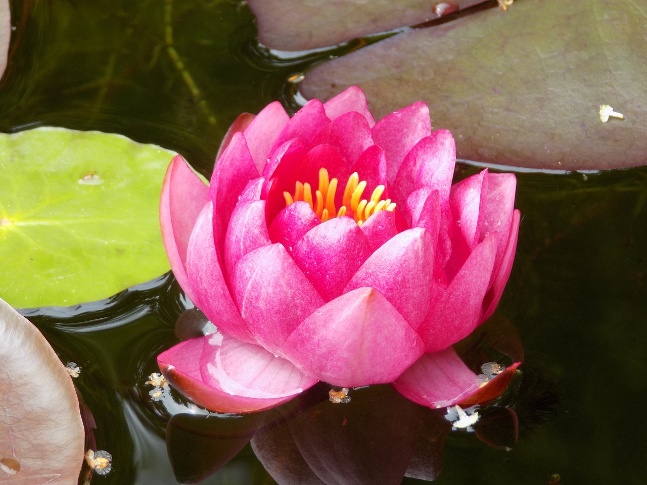 water lily pink beautiful free photo