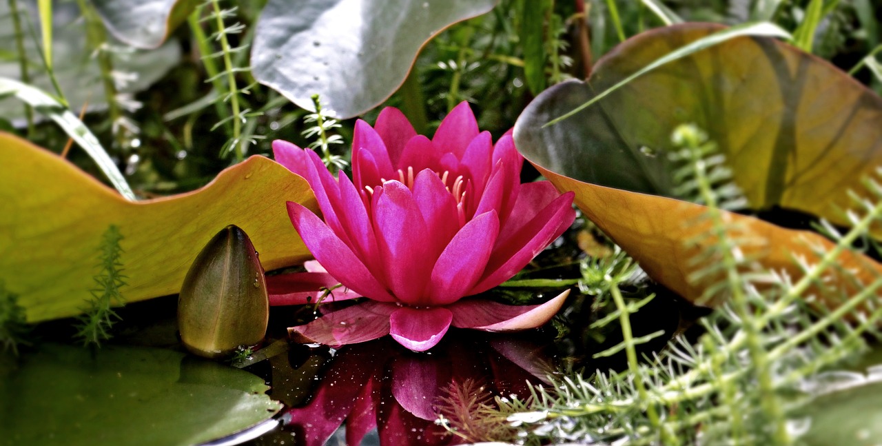 water lily nuphar lutea aquatic plant free photo