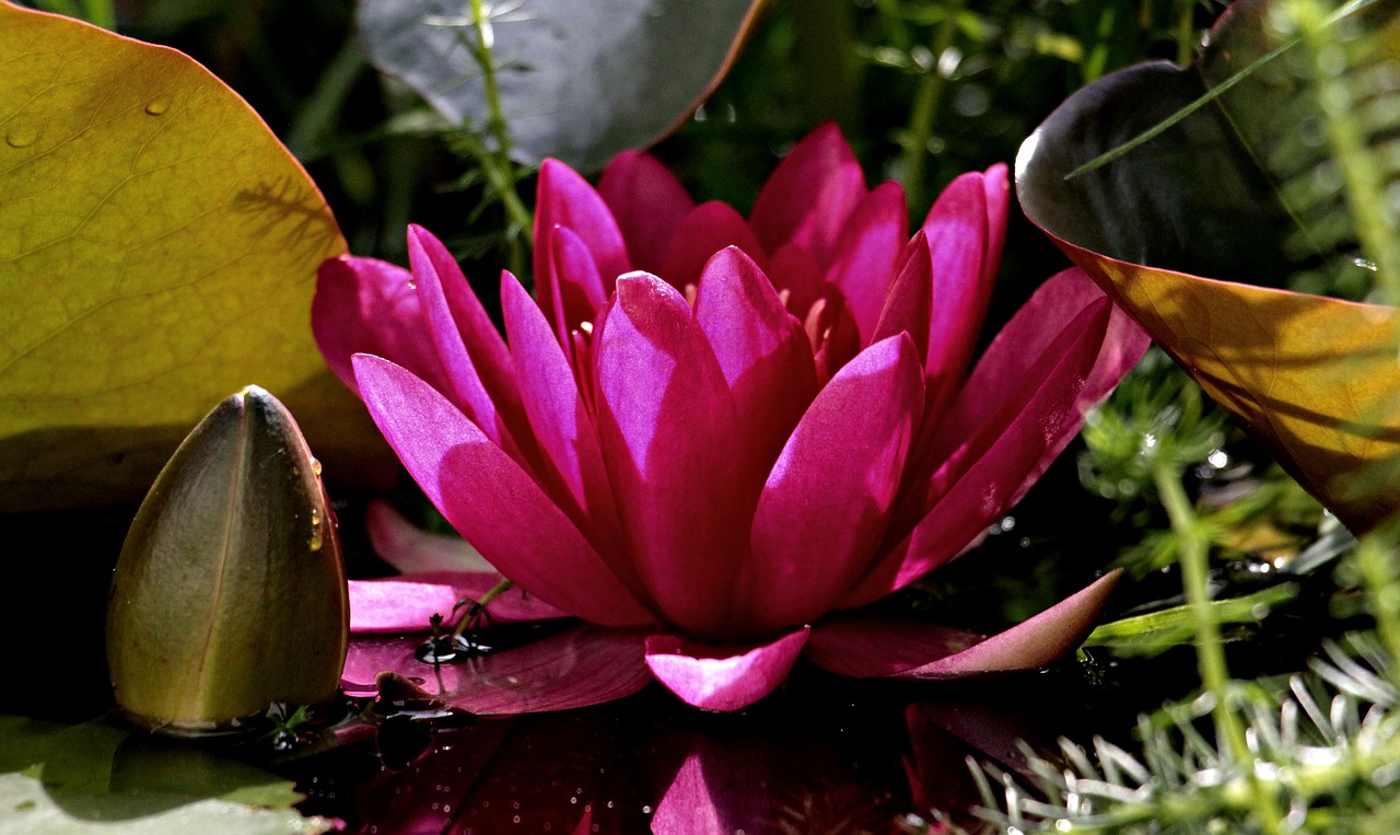 water lily nuphar lutea aquatic plant free photo