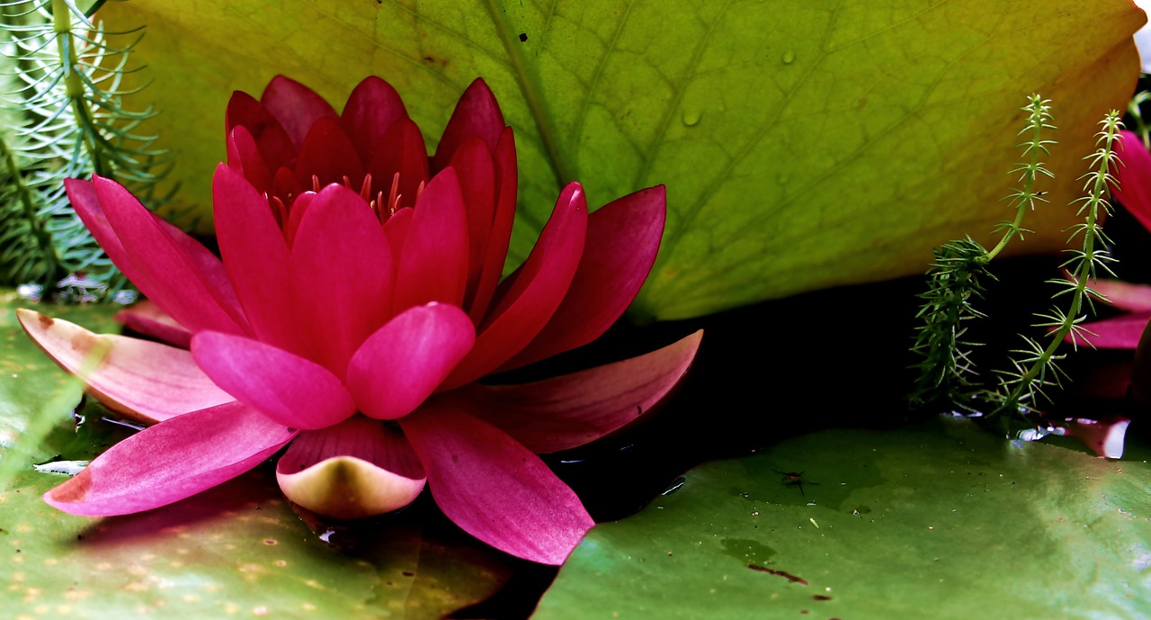 water lily nuphar lutea aquatic plant free photo