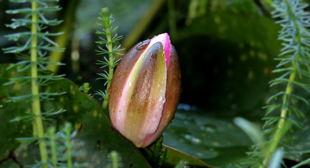 water lily nuphar lutea aquatic plant free photo