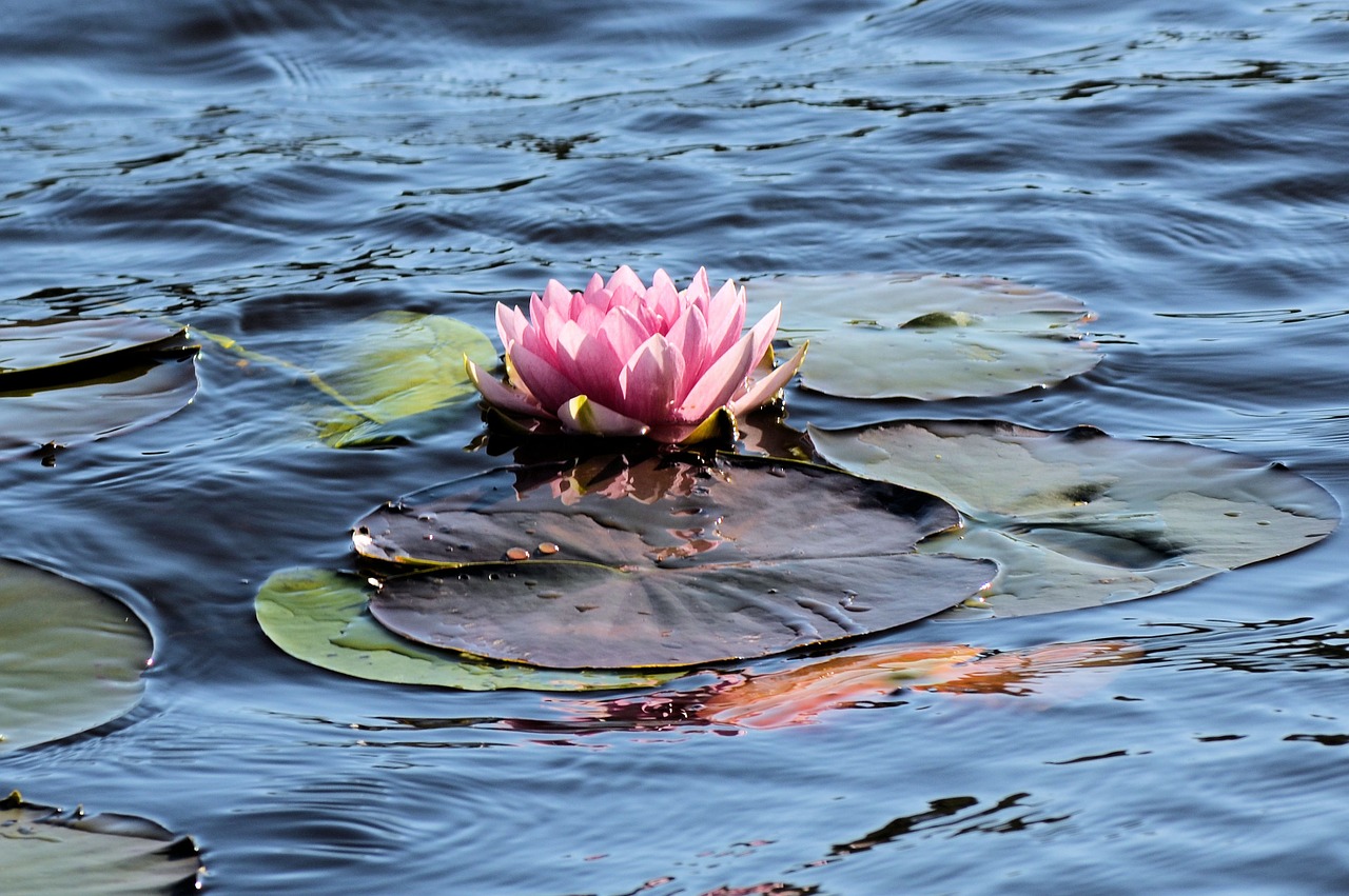 water lily flower water free photo