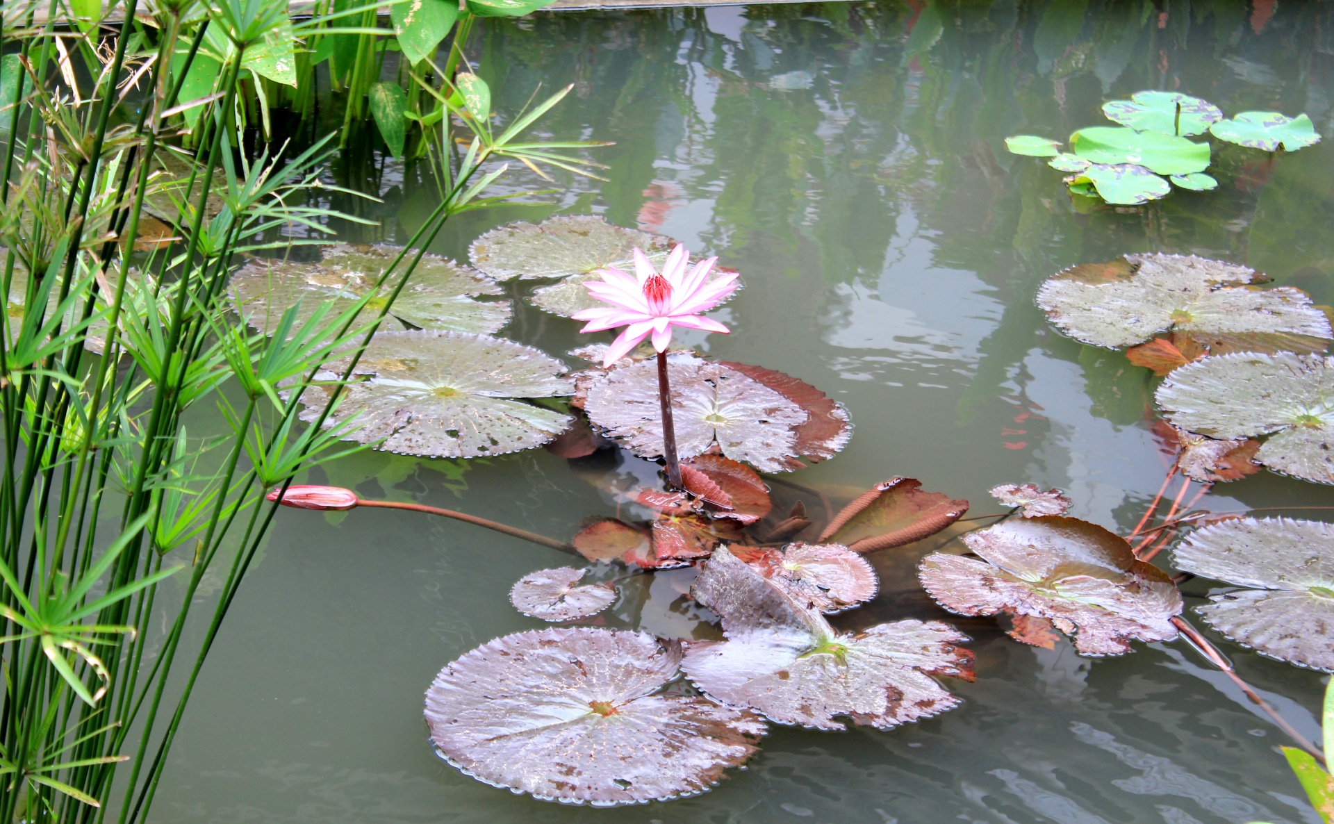 water lily pond water lily pond free photo