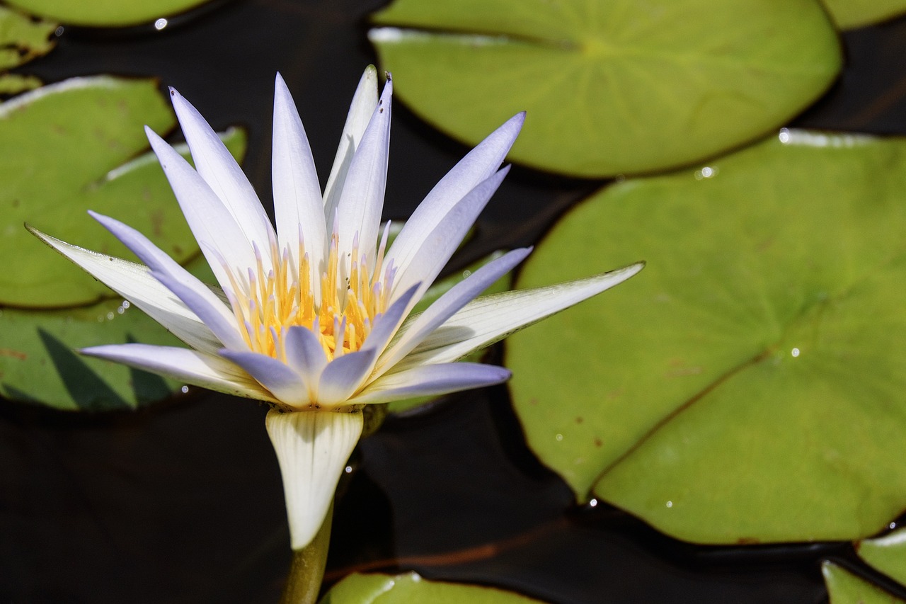 water lily flower blossom free photo