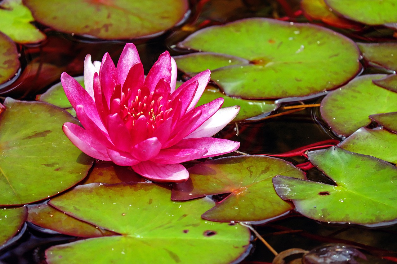 water lily flower blossom free photo