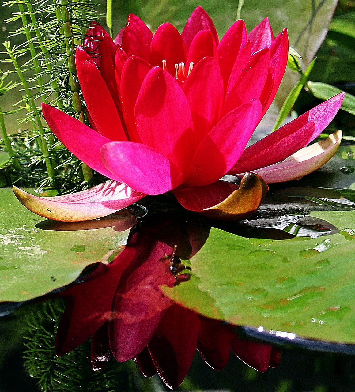 water lily nuphar lutea rose free photo