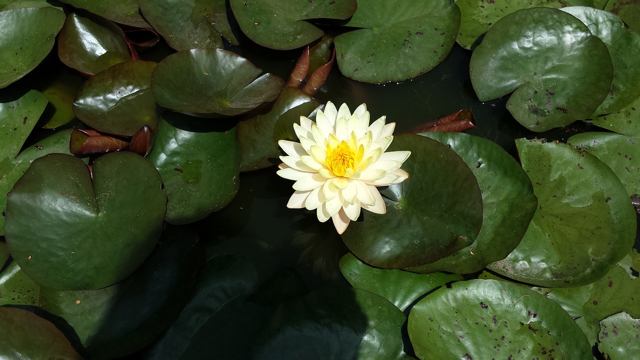 water lily leaves green free photo