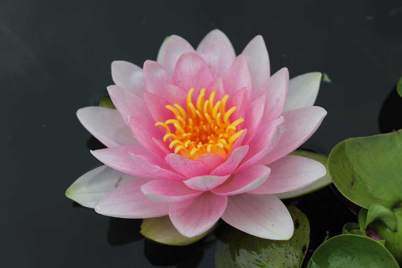 water lily pond aquatic plant free photo