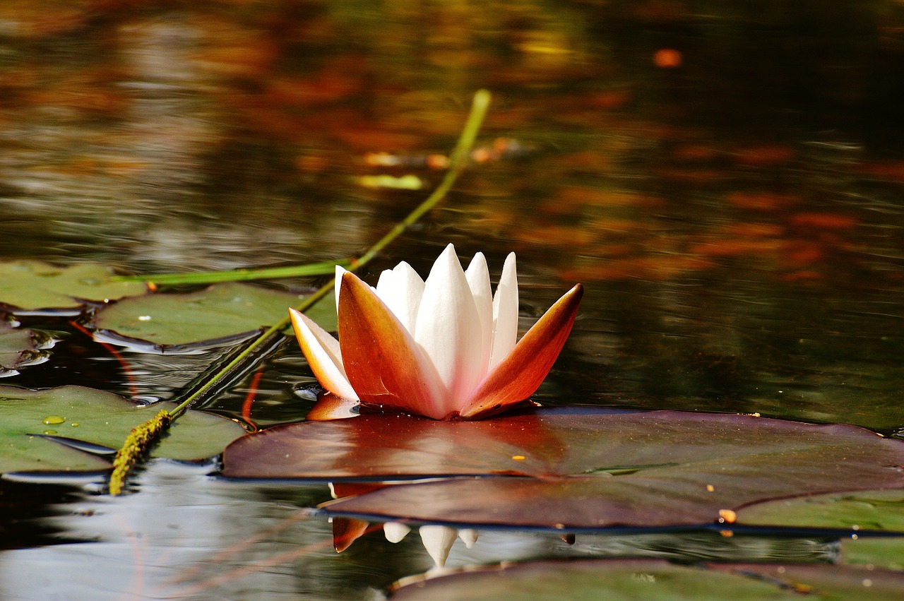 water lily water bud free photo
