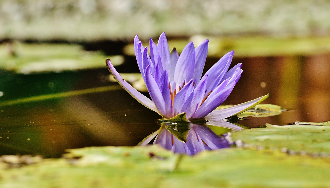 water lily water bud free photo