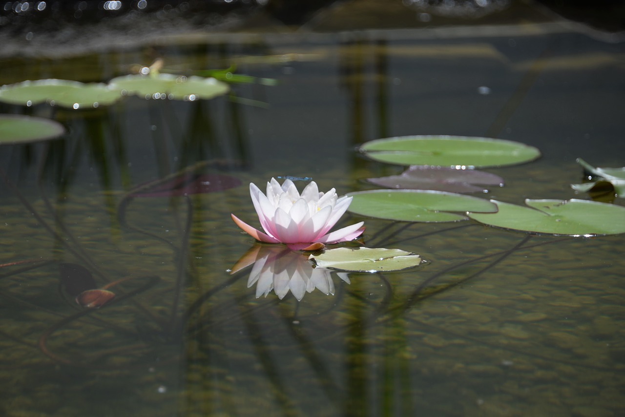water lily mirroring garden pond free photo