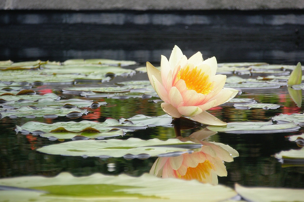 water lily lily pad flower free photo