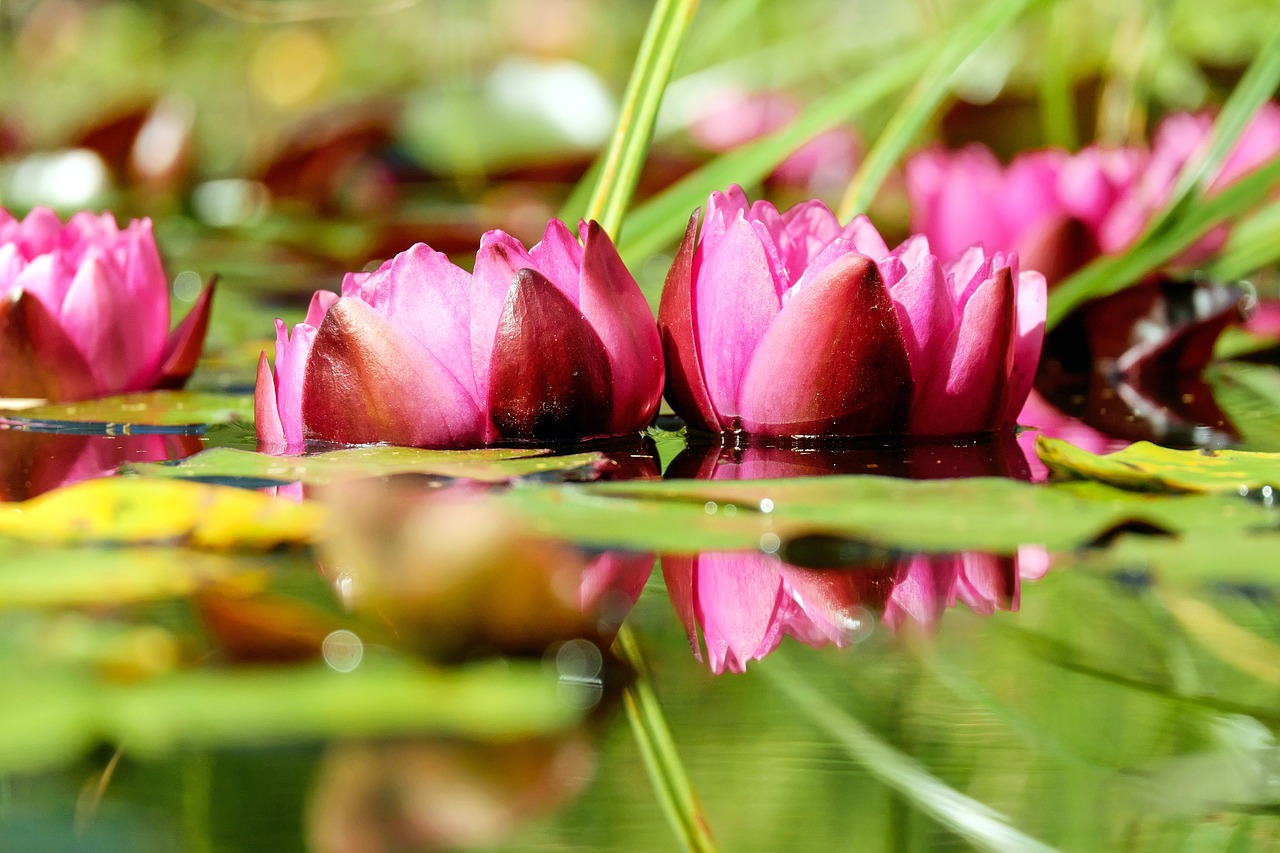 water lily flower blossom free photo