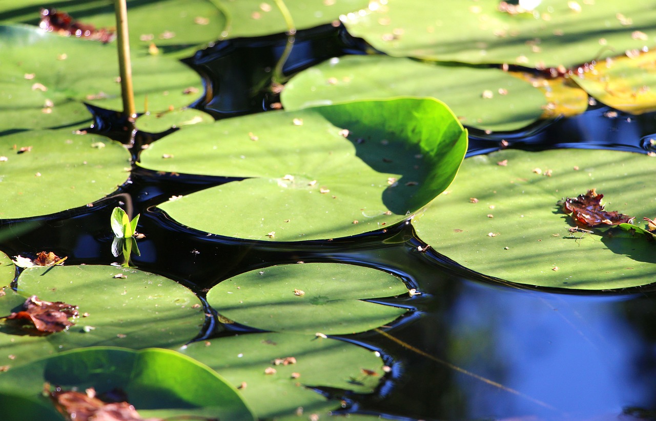 water lily leaves water flower free photo