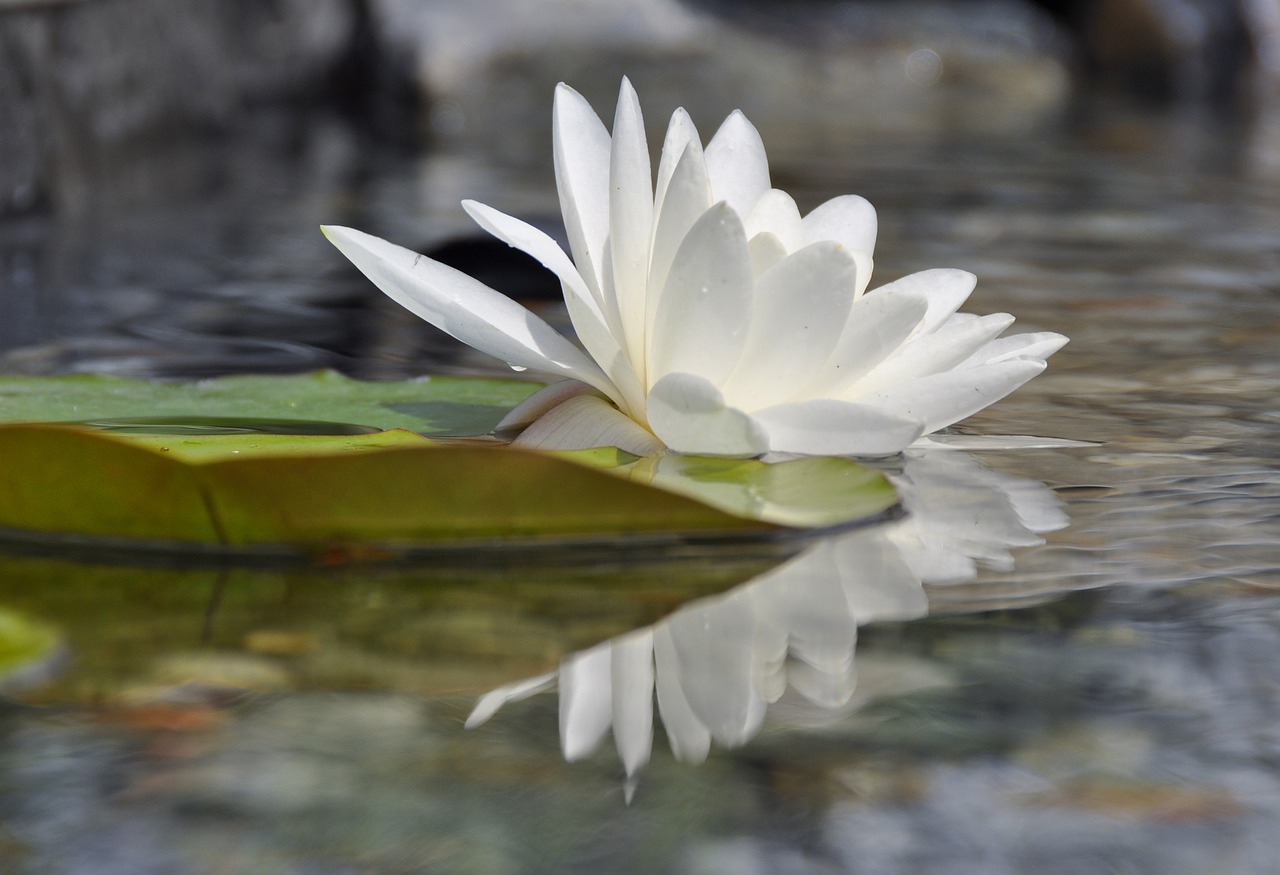 water lily water rose mirroring free photo