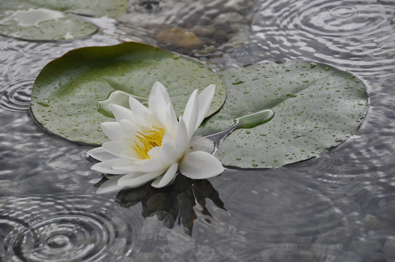 water lily water rose aquatic plant free photo