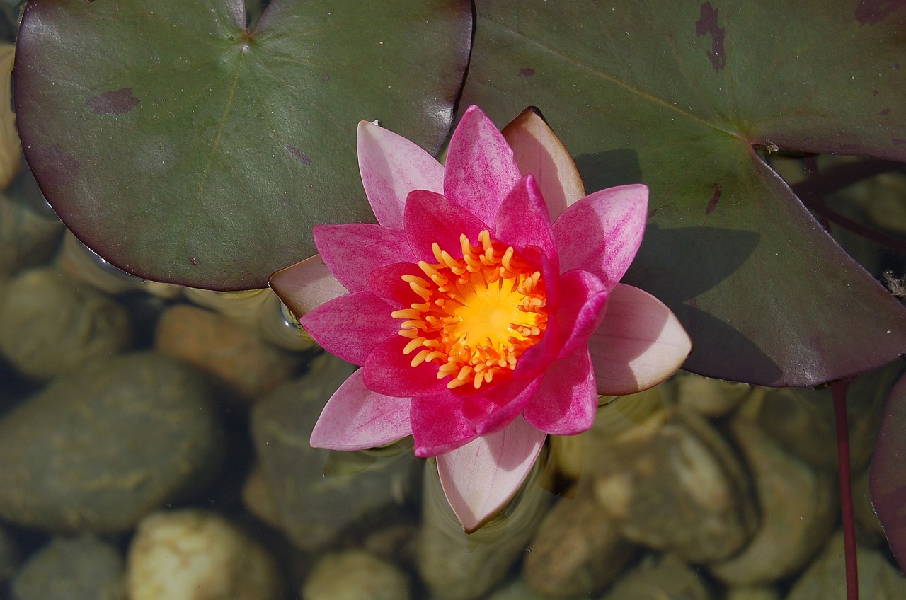 water lily water rose aquatic plant free photo