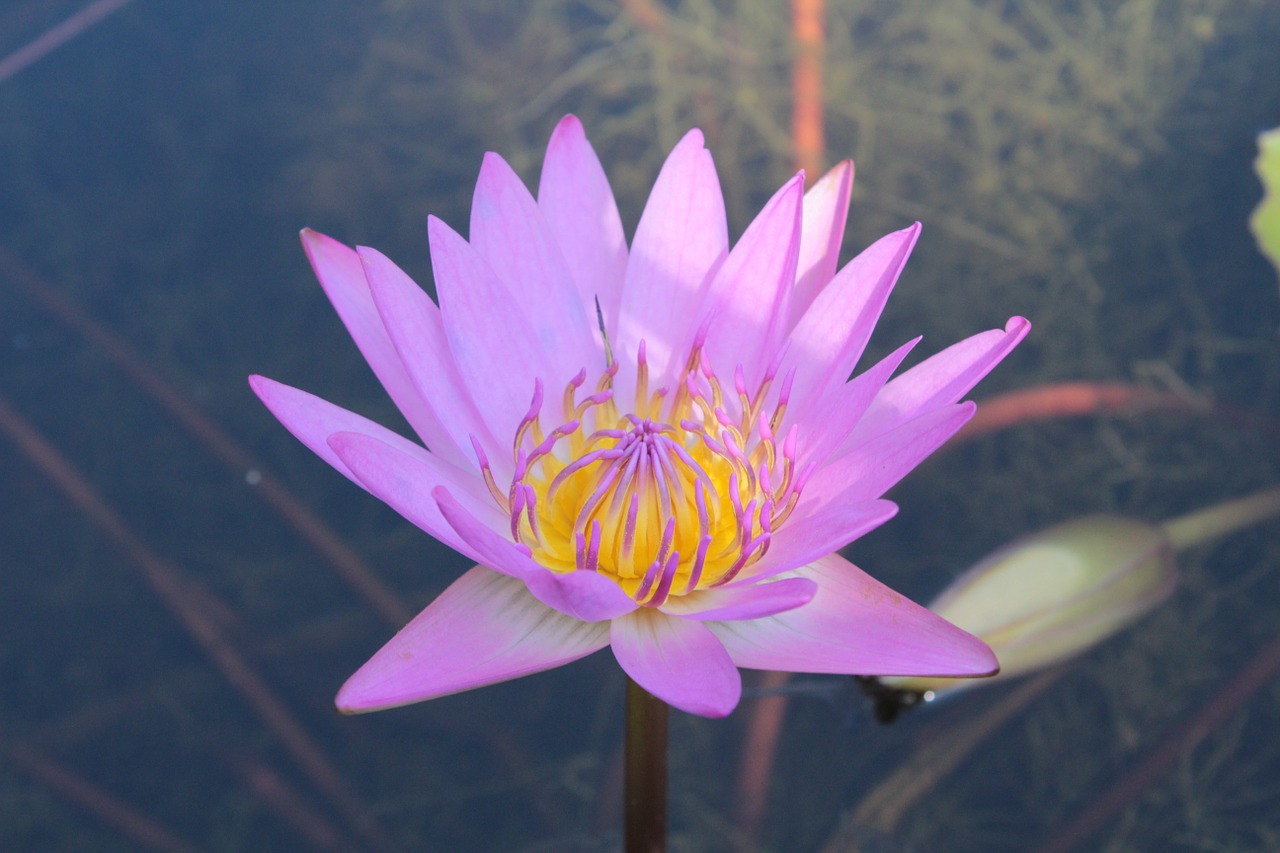 water lily lotus flower free photo