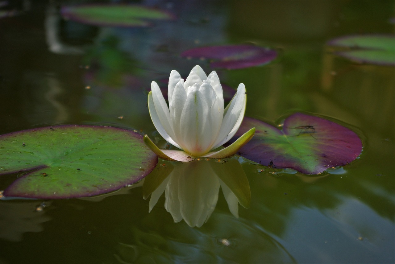 water lily flower plant free photo