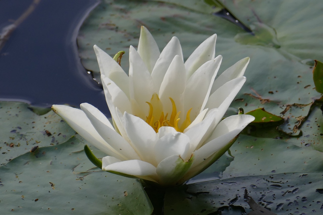 water lily close plant free photo