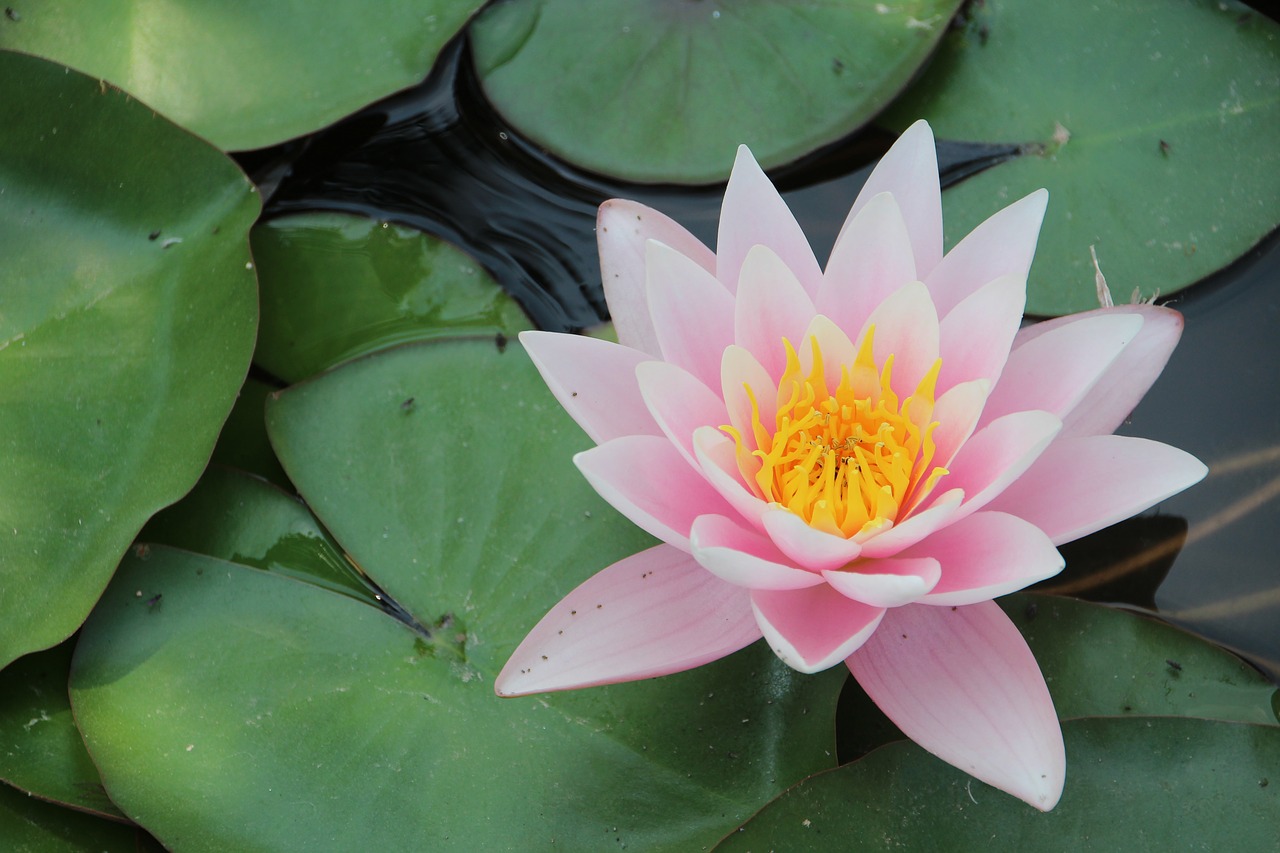 water lily millenáris flower free photo