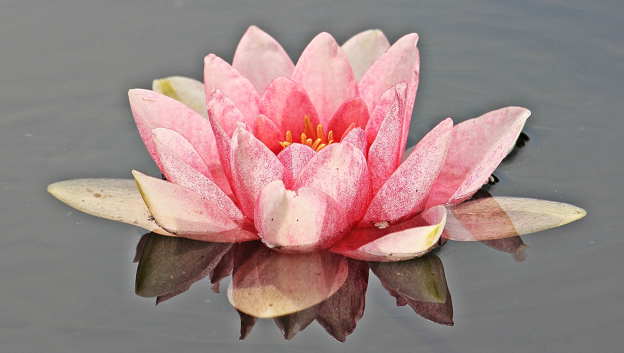 water lily nuphar lutea aquatic plant free photo