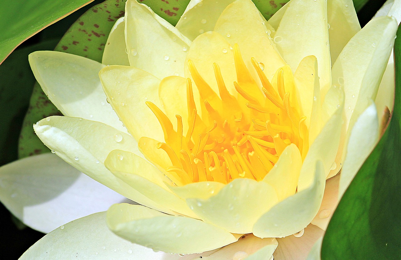 water lily nuphar lutea aquatic plant free photo