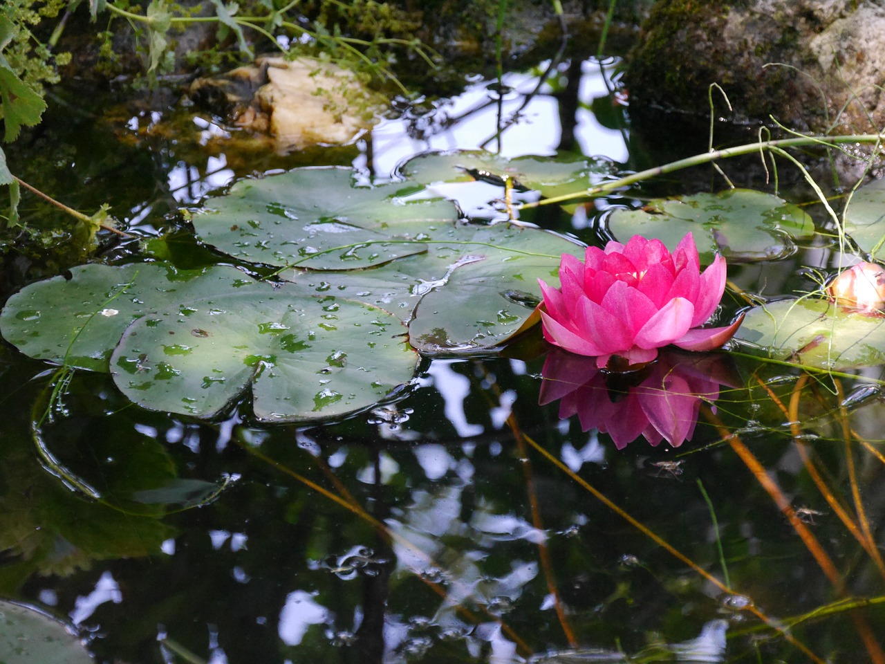 water lily mirroring pond free photo