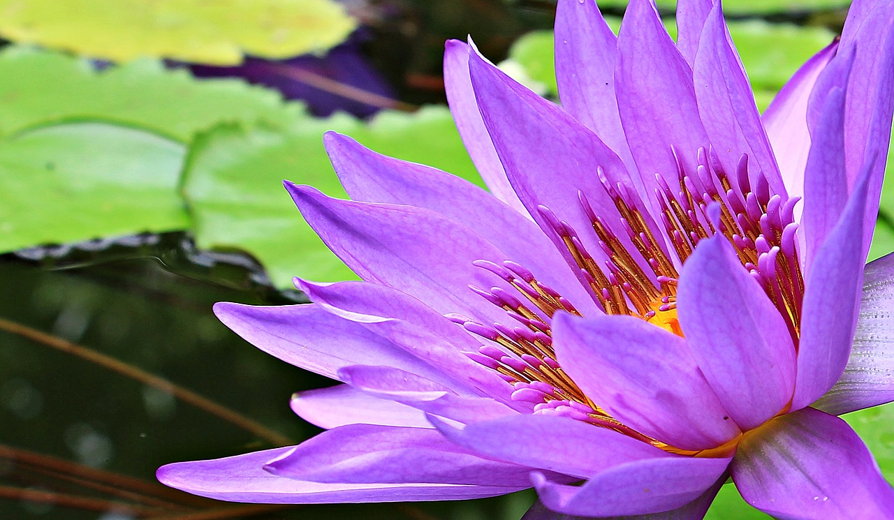 water lily nuphar lutea aquatic plant free photo