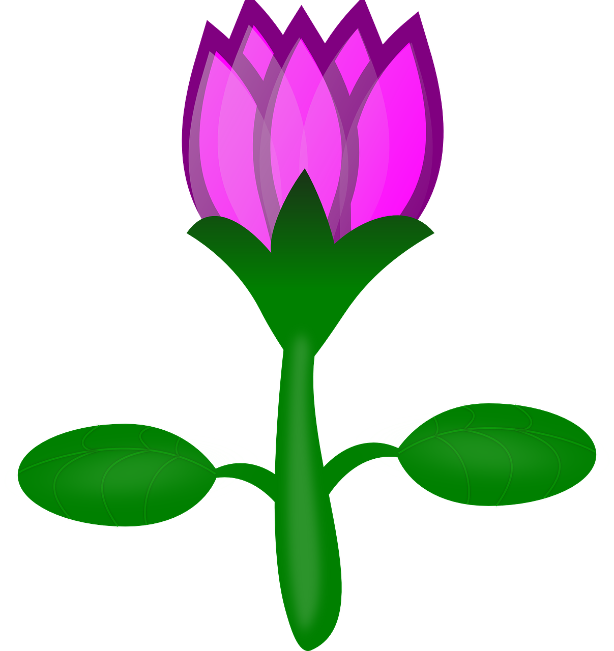 water lily lotus flower free photo