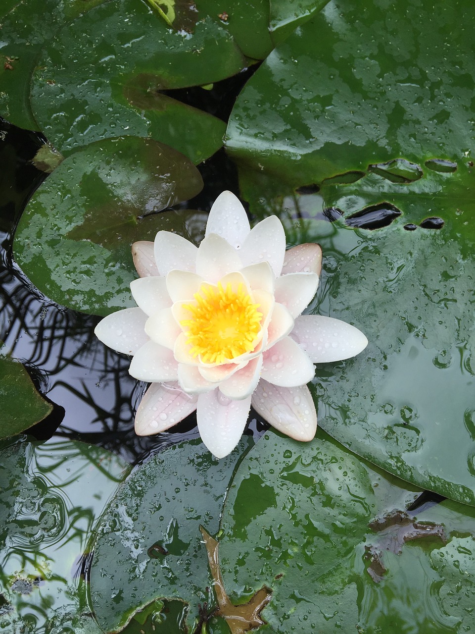 water lily meditation zen pool free photo