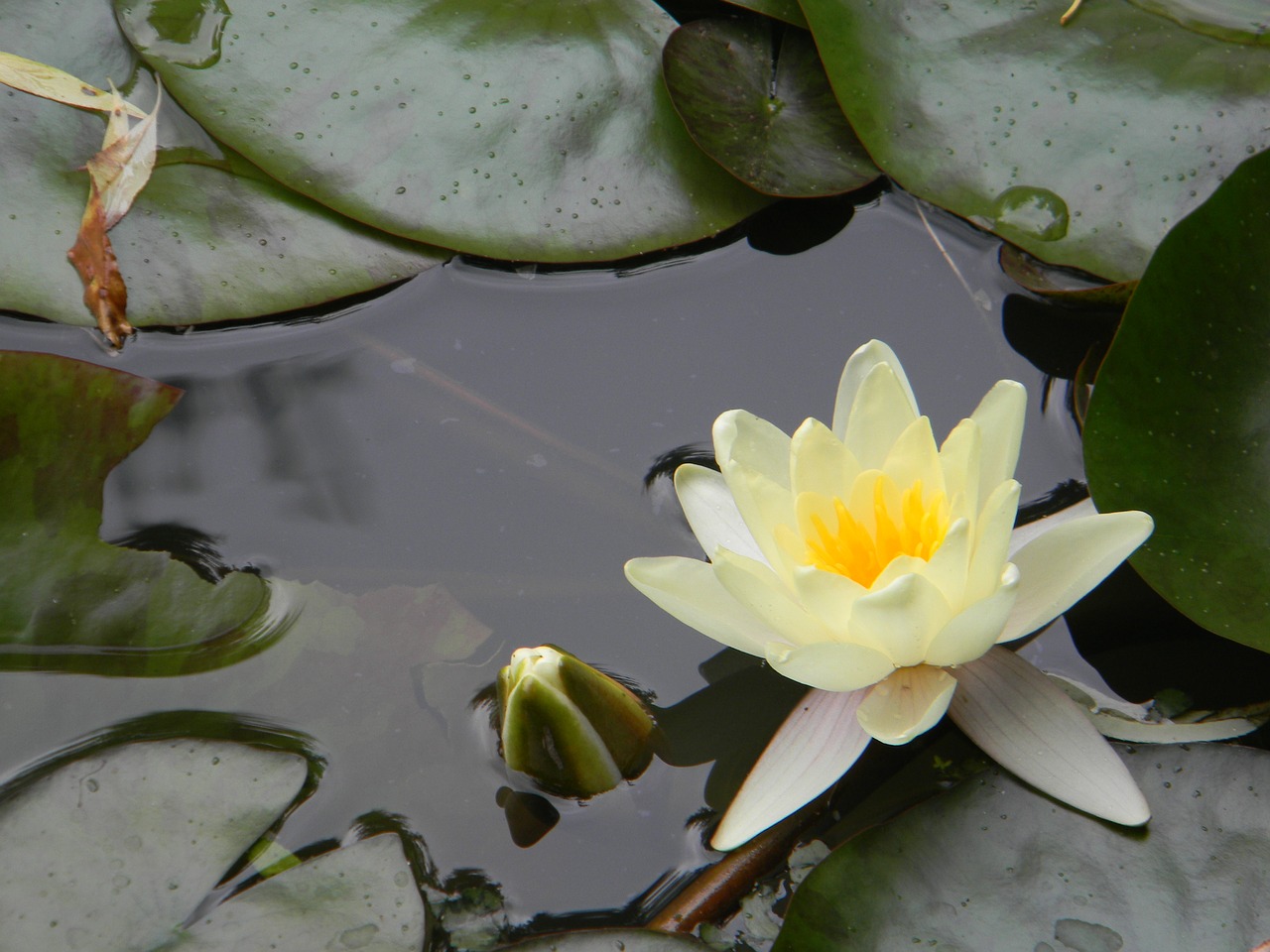 water lily white water lily pond free photo